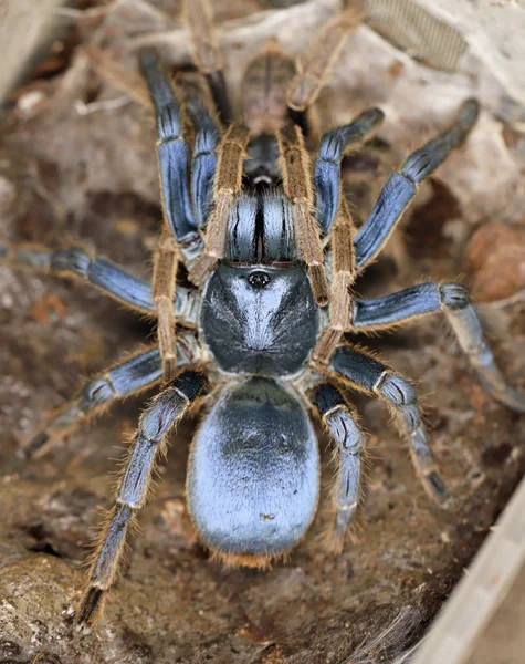 Vietnam Silver Tarantula (Ornithoctoninae sp. Vietnam Silver) image 1 Vietnam Silver Tarantula (Ornithoctoninae sp. Vietnam Silver) image 1