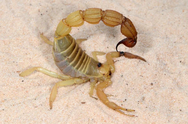Parabuthus Raudus Scorpion image 1 Parabuthus Raudus Scorpion image 1