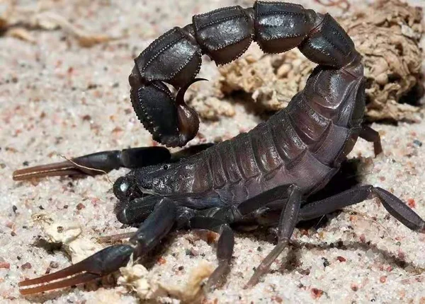 Androctonus Mauritanicus Scorpion image 1 Androctonus Mauritanicus Scorpion image 1