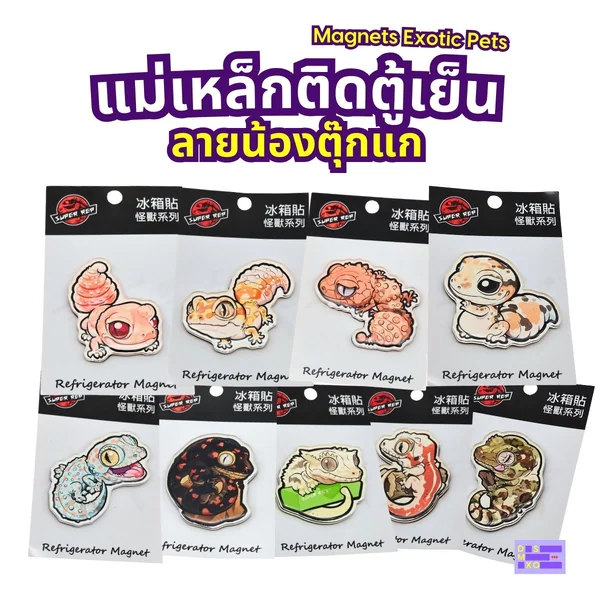 Magnets Exotic Pet แม่เหล็กติดตู้เย็น ลายน้องตุ๊กแก แม่เหล็กติดตู้เย็นอะคริลิก ของฝาก image 2 Magnets Exotic Pet แม่เหล็กติดตู้เย็น ลายน้องตุ๊กแก แม่เหล็กติดตู้เย็นอะคริลิก ของฝาก image 2