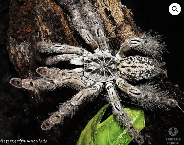Heteroscodra Maculata Tarantura image 1