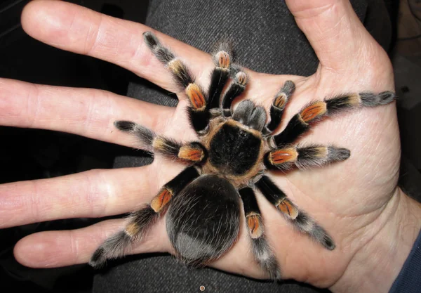 Mexican Red Knee Tarantula image 1 Mexican Red Knee Tarantula image 1